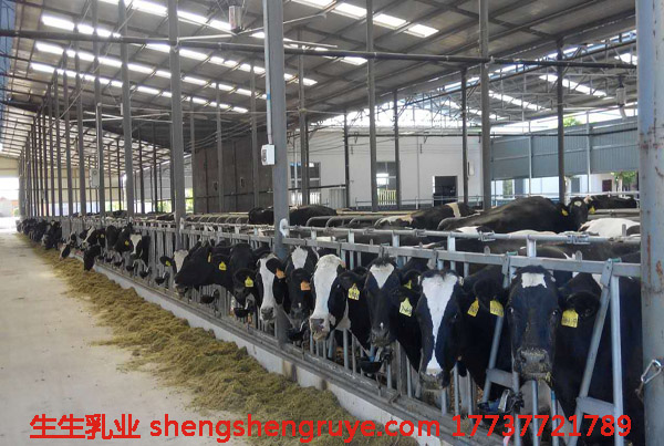 1493713141261206.jpg 奶牛飼喂.jpg